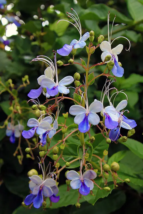 beautiful Top stunning varieties of Clerodendrum in gardens