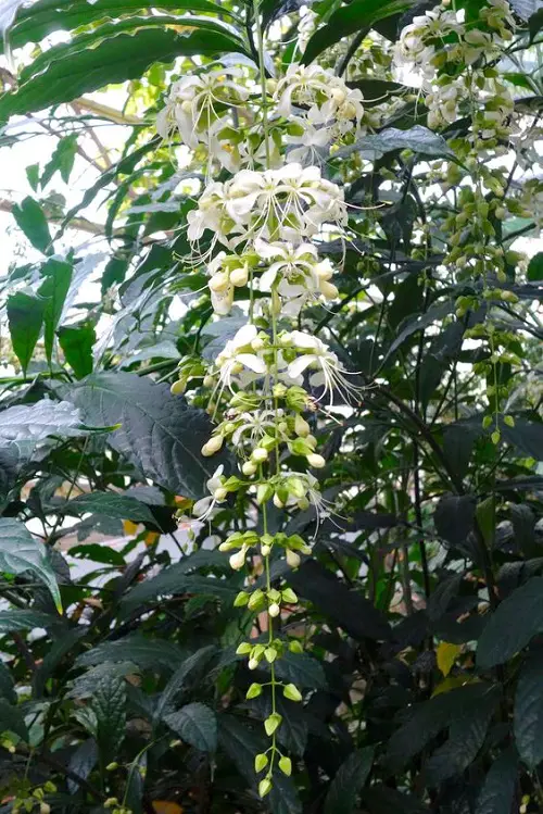 Top beautiful Clerodendrum Types in garden