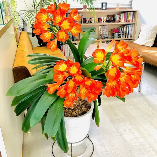 indoor gorgeous houseplants with flowers