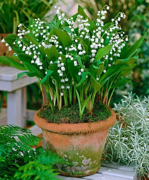 Top Bell-Shaped Flowers