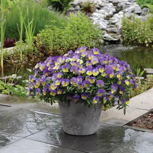 top best List of Lavender-Purple Color Flowers