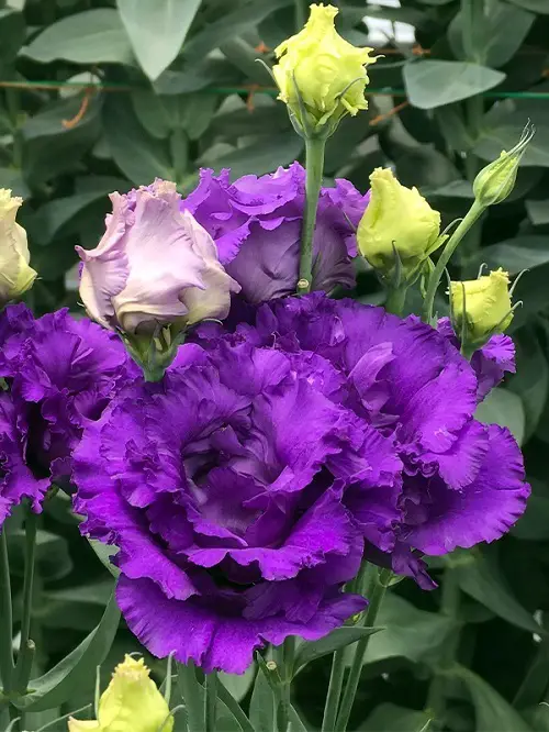 Awesome Lisianthus Varieties 3