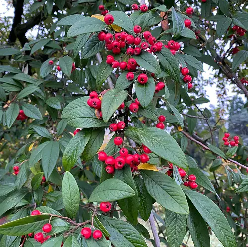 best Gorgeous Red-Berried Shrubs and Bushes