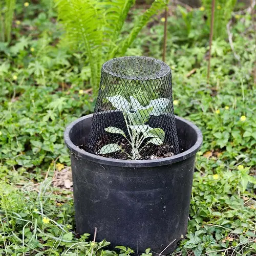 copper mesh Gardening Tricks to Care for Hostas