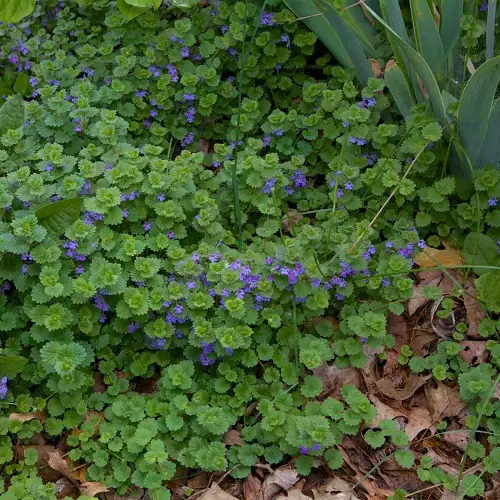 Weeds with Purple Flowers