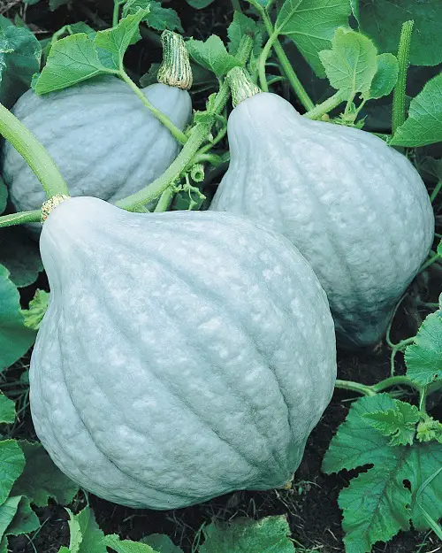  Best Blue Vegetables for  Garden
