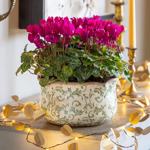 Flowers You Can Grow Indoors All Winter