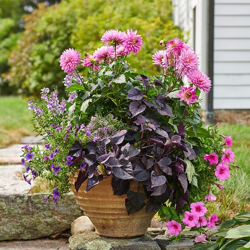 best Everlasting Flowers