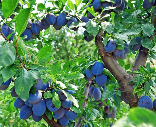Delicious Blue Fruits that are Blue