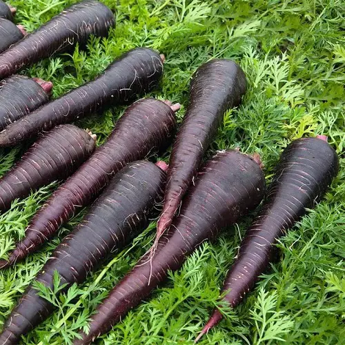 Best Blue Vegetables for Pots