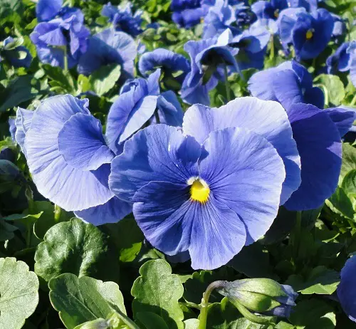 Most Beautiful Pansy Varieties