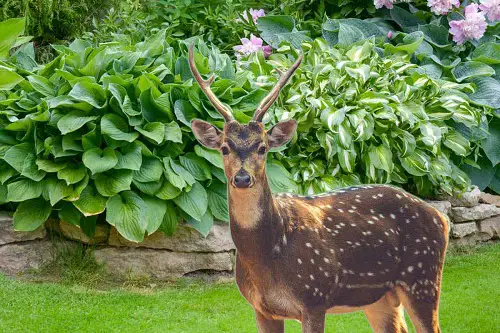 Gardening Tricks to Keep Hostas Safe from Deer