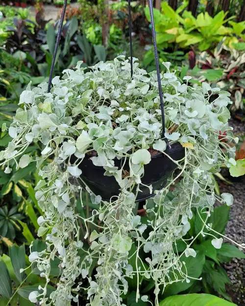 beautiful Best Trailing Perennials for Hanging Baskets