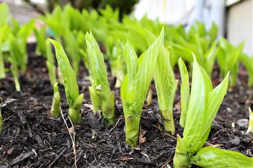 Divide the Plants During Early Spring Gardening Tricks to Care for Hostas