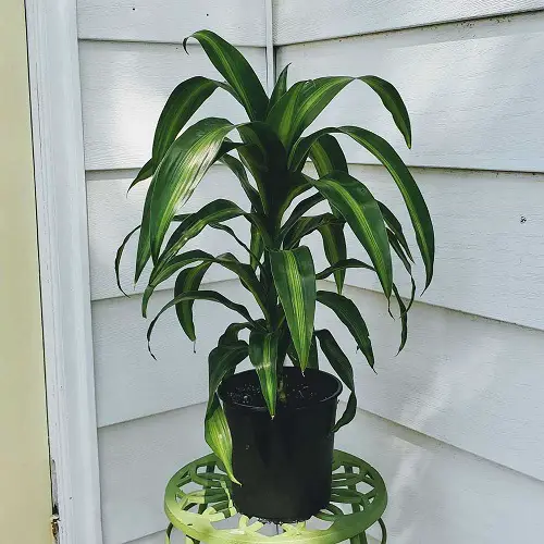 Requirements for Growing Hawaiian Sunshine Plant