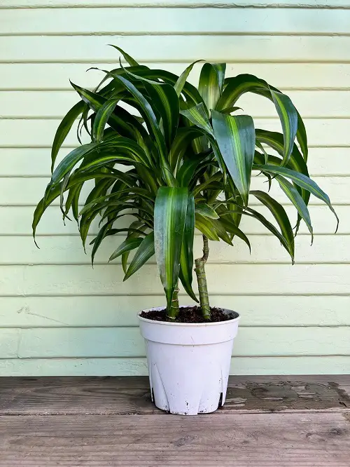 Hawaiian Sunshine Plant