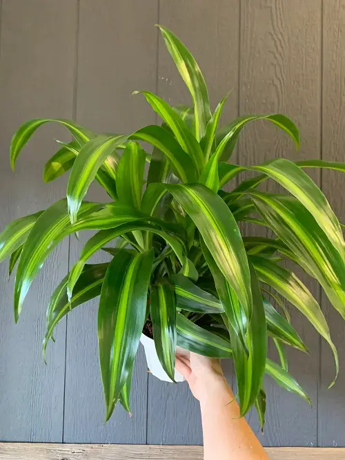 Propagating Hawaiian Sunshine Plant