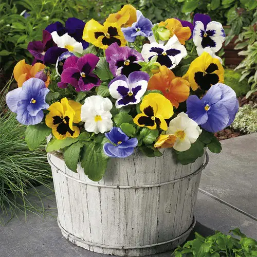 top Best February Birth Month Flowers