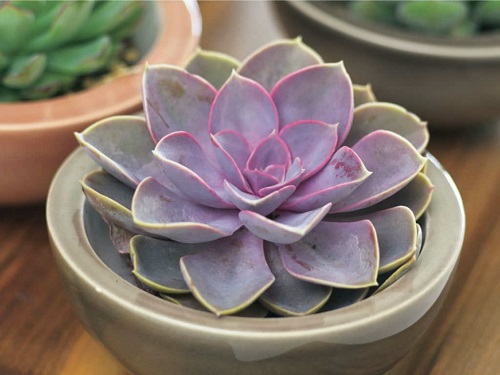 Best Purple Indoor Plants 11