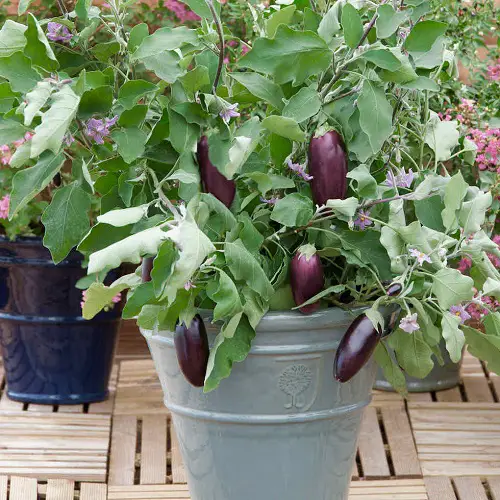 Unknown Wonders of Man-Made Vegetables
