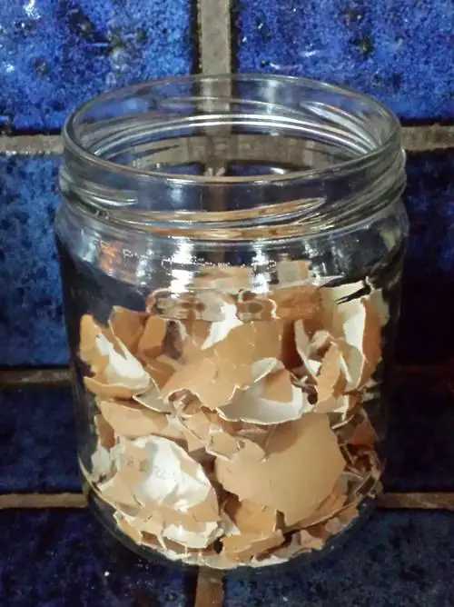 Super Useful Homemade Fertilizers for Indoor Plants in Water