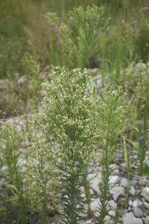Best Weeds with White Flowers