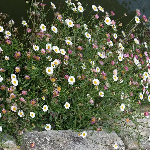 Weeds with White Flowers in yard