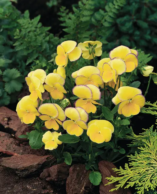 Beautiful Pansy Varieties