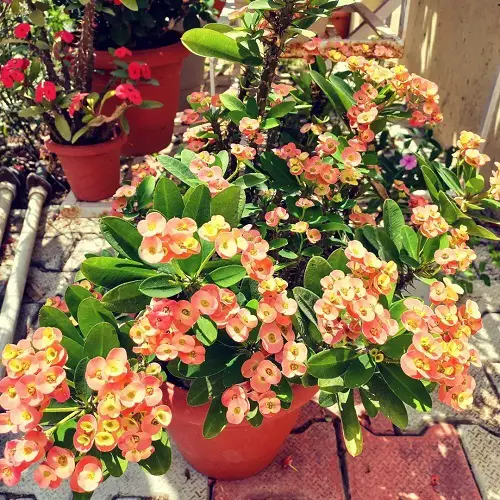 Wintertime Indoor Blooms for Flowers