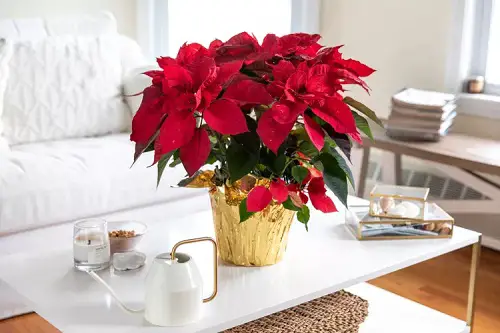 Flowers You Can Grow Indoors All Winter