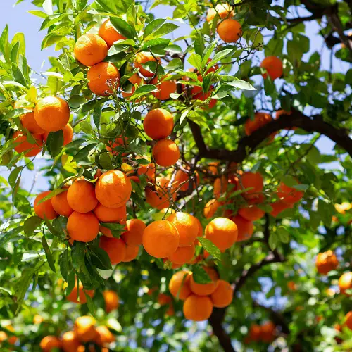 Florida State Fruit and How to Grow it