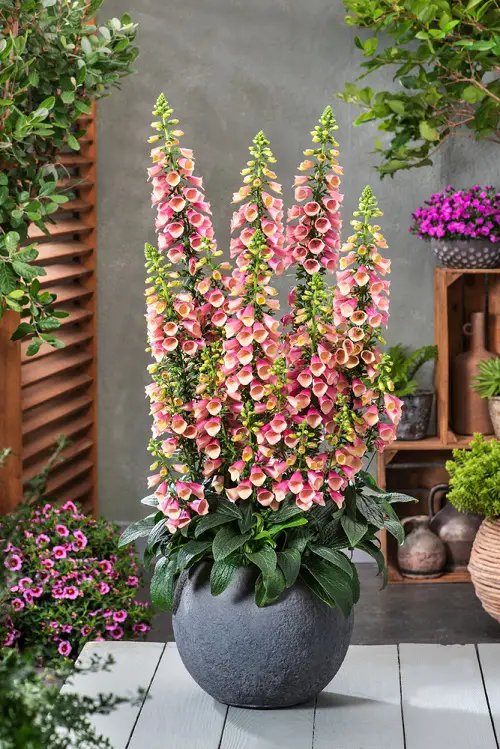 lovely Best Bell-Shaped Flowers