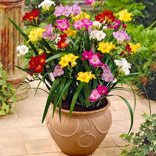 Amazing Dainty Flowers 