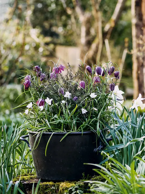 The Greatest Flowers in Bell Shape