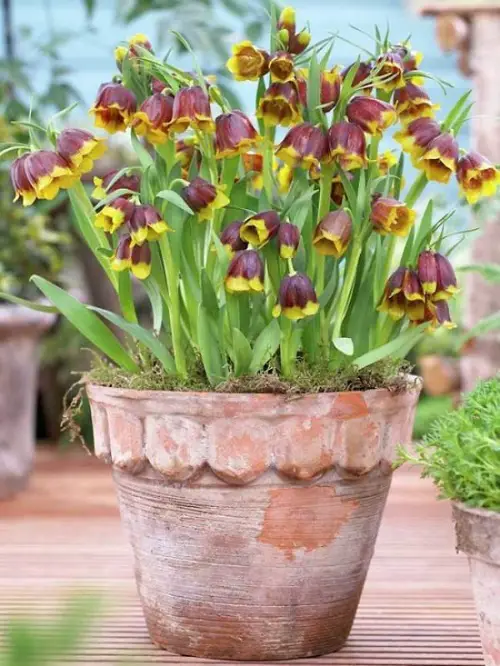 Best Bell-Shaped Flowers