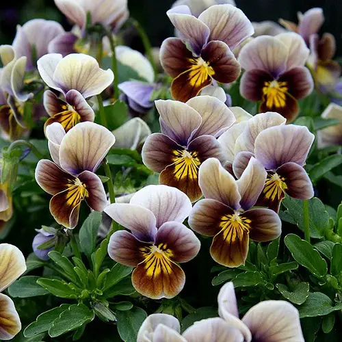 Beautiful Pansy Varieties in yard