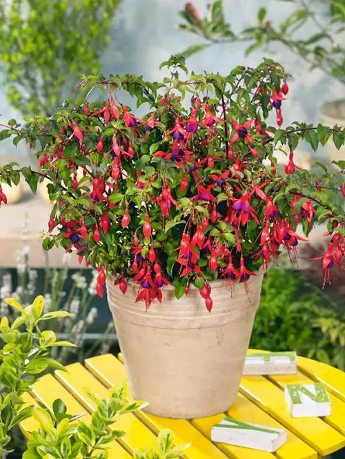 lovely Cutest Flowers in Bell Shape