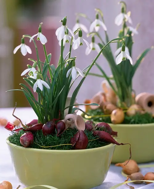 Popular Flower