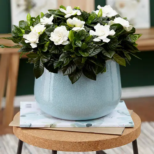 beautiful Popular Flower Meanings