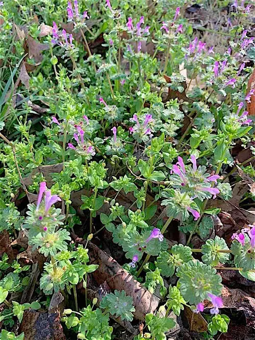 Weeds with Purple Flowers