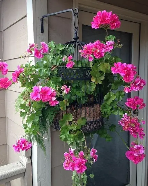 Best Plants For Hanging Baskets birdcage