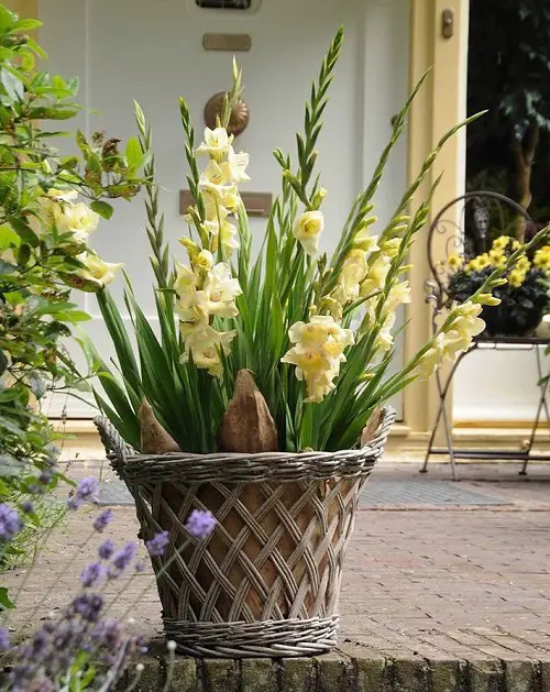 lovely Popular Flower Meanings