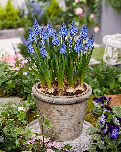 top Bell-Shaped Flowers 2