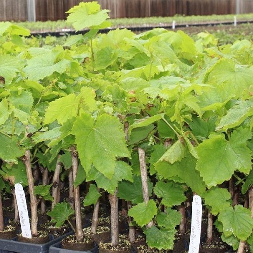 lovely Plants that Can Be Used As Toilet Papers