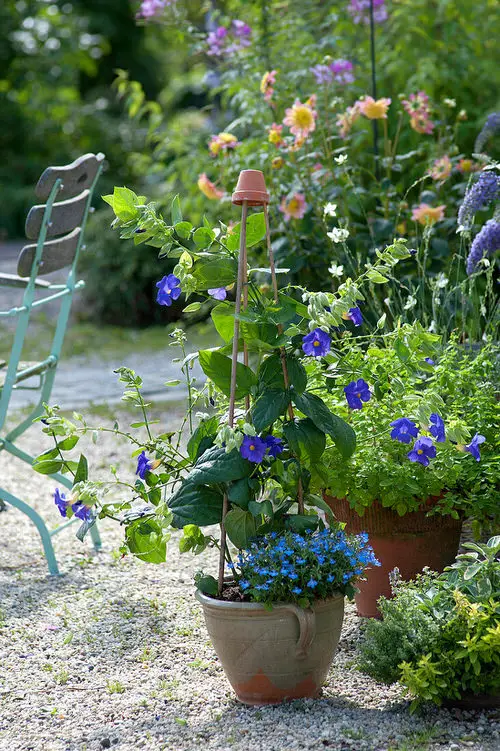 Most Beautiful Thunbergia Varieties