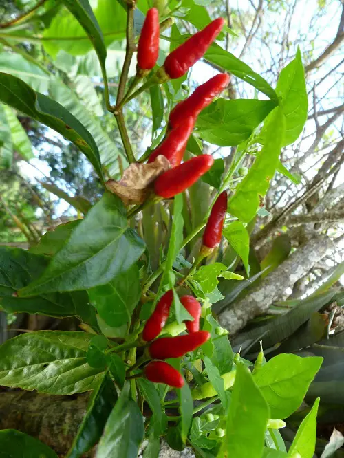 Requirements for Growing Hawaiian Chili Pepper Plant