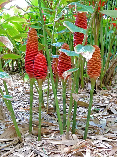 Requirements for Growing Hawaiian Shampoo Plant