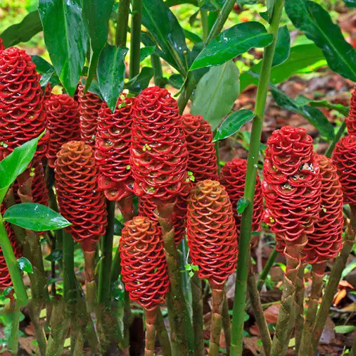 Hawaiian Shampoo Plant Care