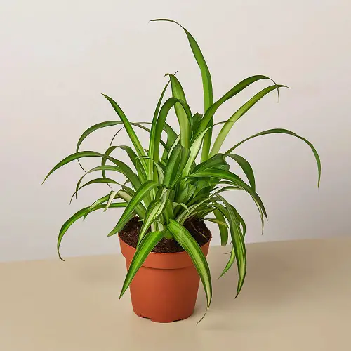 How to Grow Hawaiian Spider Plant