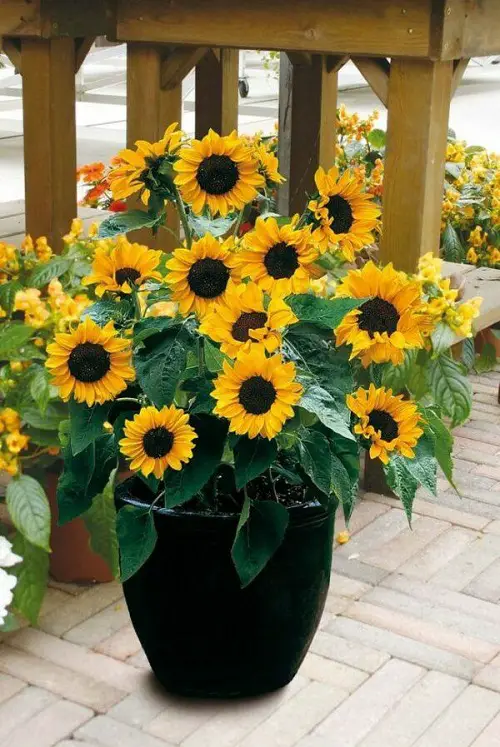 Popular Flower in backyard